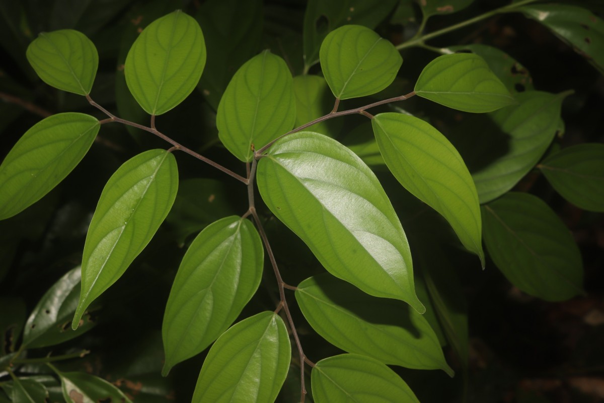 Hopea jucunda Thwaites